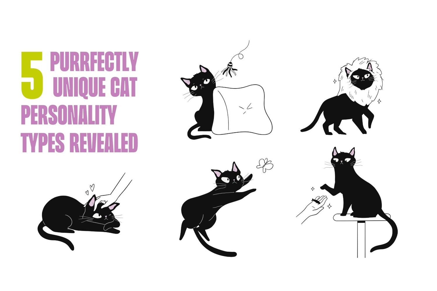 5 Purr-fectly Unique Cat Personality Types Revealed