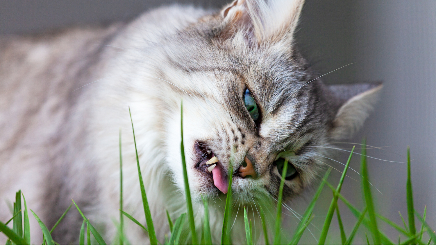 Herbivore? Never! Grass-Curious? Absolutely!
