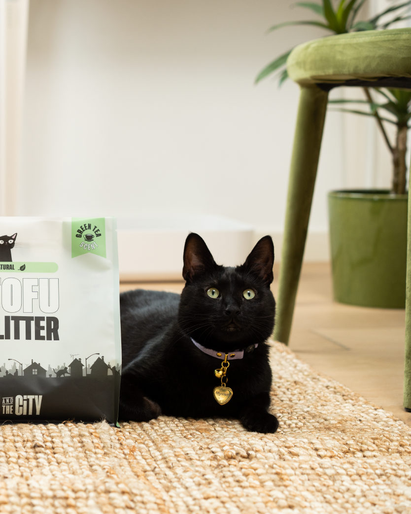 Cat Sitting with Tofu Cat Litter