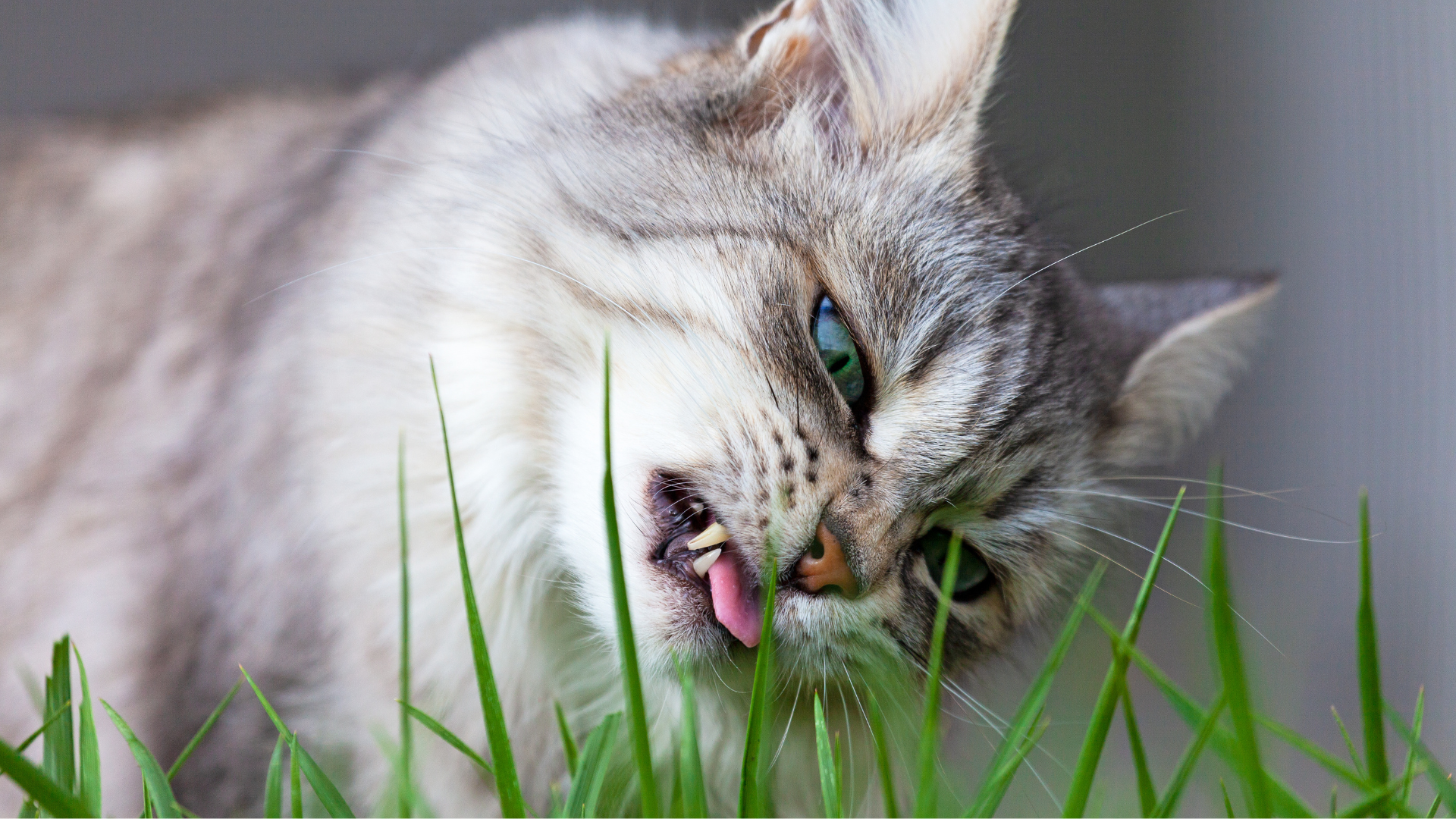 Herbivore? Never! Grass-Curious? Absolutely!